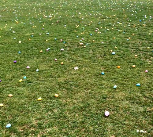 Eastern-Egg-Hunt-Field.jpg
